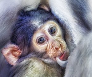 Baby Eating